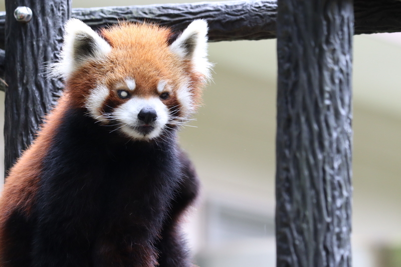 f:id:zoonimal:20200808163756j:plain f:id:zoonimal:20200808163756j:plain