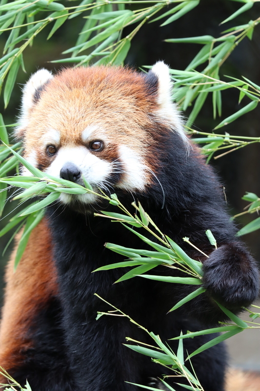 f:id:zoonimal:20200808163802j:plain f:id:zoonimal:20200808163802j:plain