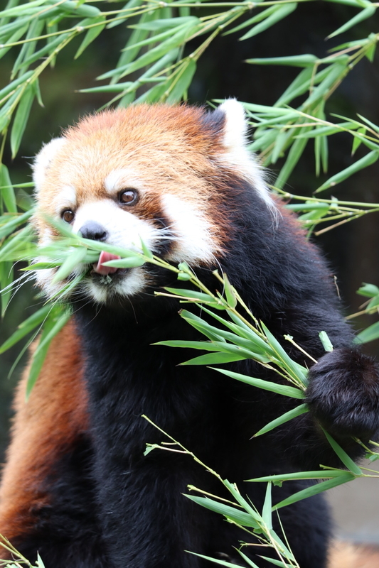 f:id:zoonimal:20200808163807j:plain f:id:zoonimal:20200808163807j:plain