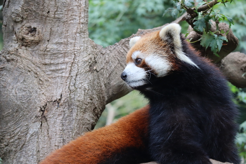 f:id:zoonimal:20200808163825j:plain f:id:zoonimal:20200808163825j:plain