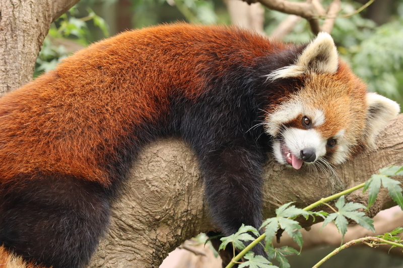 f:id:zoonimal:20200808163831j:plain f:id:zoonimal:20200808163831j:plain