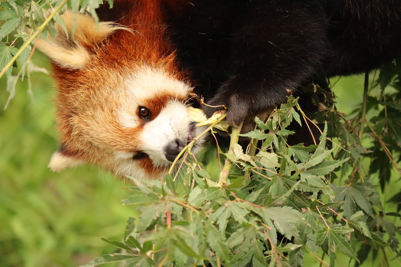 f:id:zoonimal:20200808163837j:plain f:id:zoonimal:20200808163837j:plain