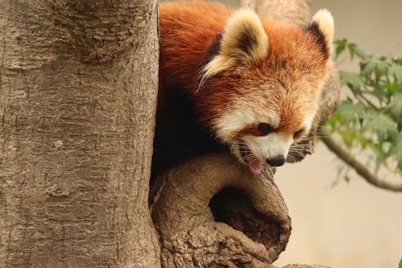 f:id:zoonimal:20200808163842j:plain f:id:zoonimal:20200808163842j:plain