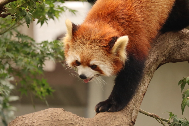 f:id:zoonimal:20200808163847j:plain f:id:zoonimal:20200808163847j:plain