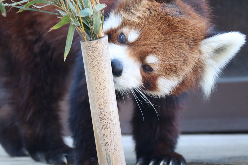 f:id:zoonimal:20200808171038j:plain f:id:zoonimal:20200808171038j:plain