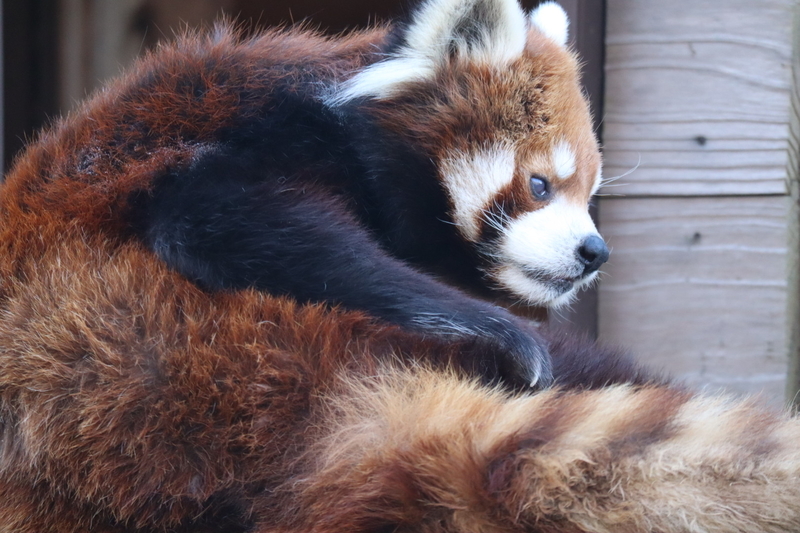 f:id:zoonimal:20200808171043j:plain f:id:zoonimal:20200808171043j:plain