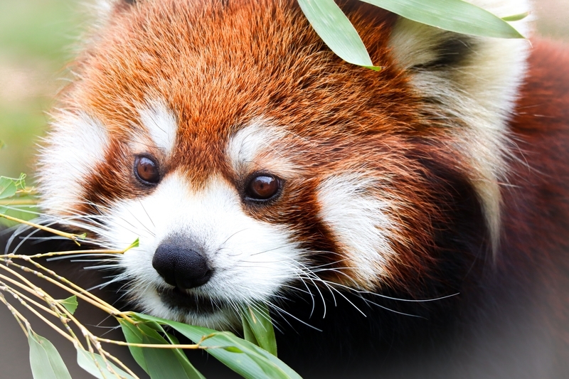 f:id:zoonimal:20200808171406j:plain f:id:zoonimal:20200808171406j:plain