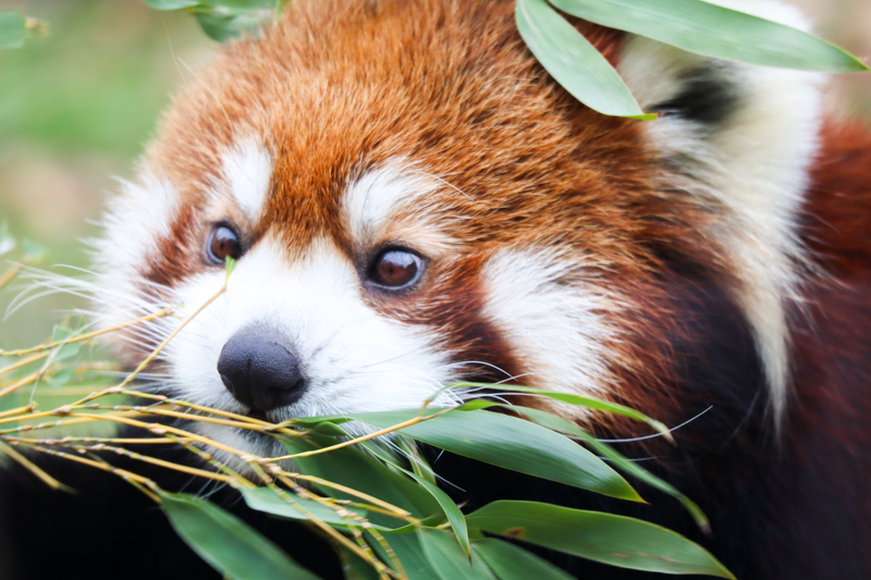 f:id:zoonimal:20200808172139j:plain f:id:zoonimal:20200808172139j:plain