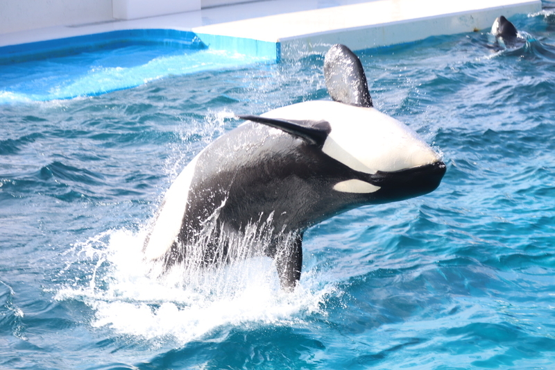 【生き物紹介#4】海の頂点。シャチの生態、見られる水族館まとめ - 大人だって動物園！