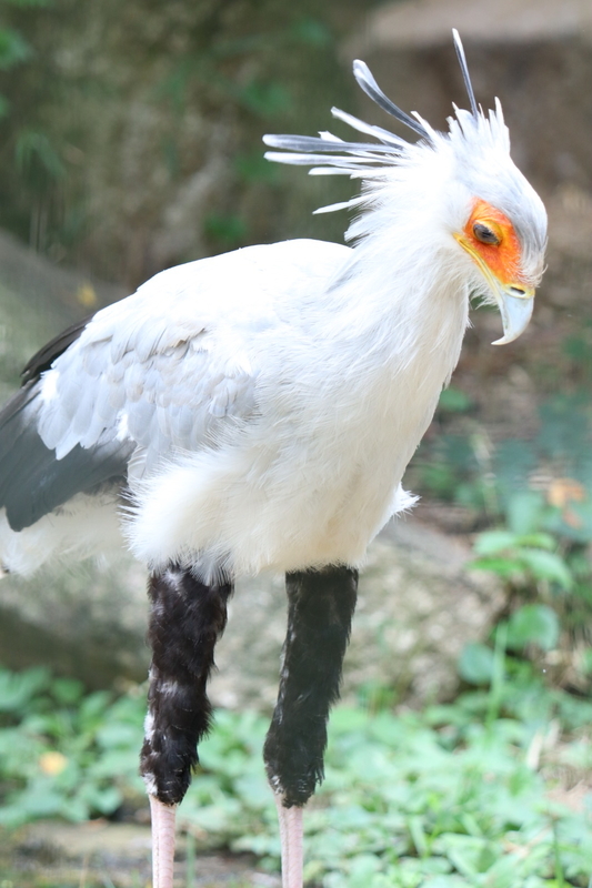 f:id:zoonimal:20200906141353j:plain