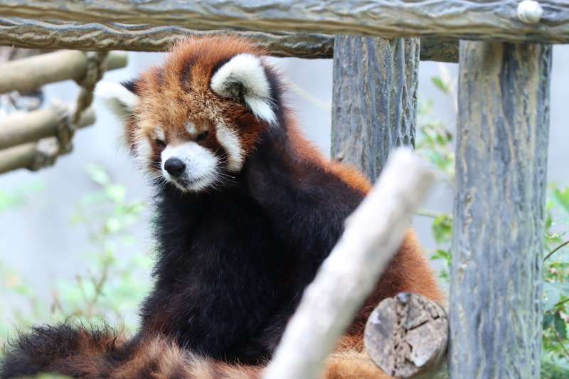 f:id:zoonimal:20200906141510j:plain f:id:zoonimal:20200906141510j:plain