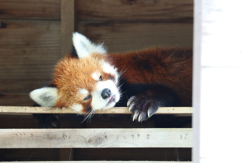 f:id:zoonimal:20200906141520j:plain f:id:zoonimal:20200906141520j:plain