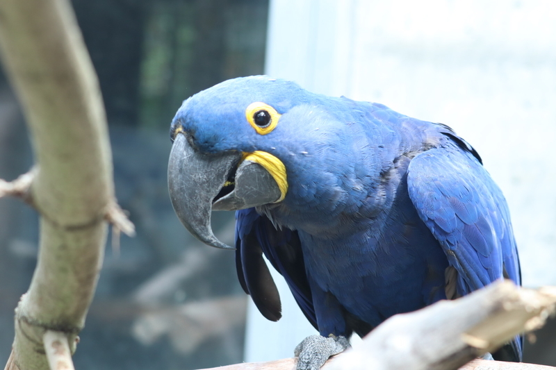 f:id:zoonimal:20200906141642j:plain