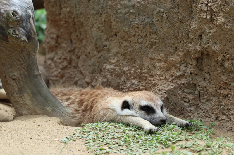f:id:zoonimal:20200906141825j:plain