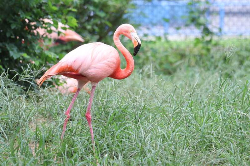 f:id:zoonimal:20200906141943j:plain