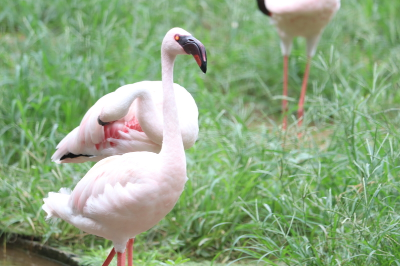 f:id:zoonimal:20200906142001j:plain