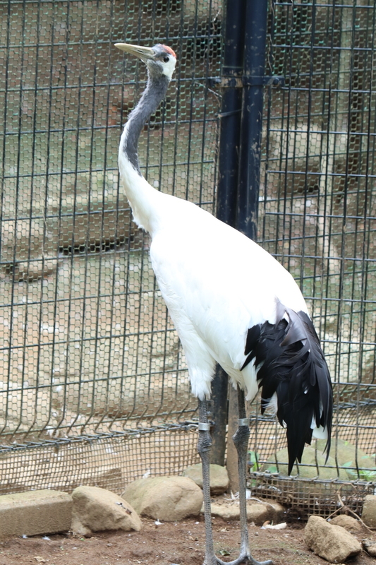 f:id:zoonimal:20200906142007j:plain