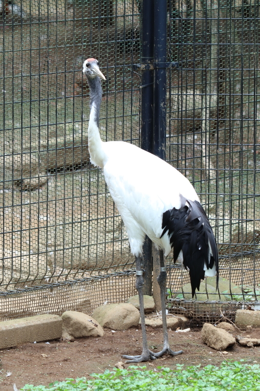 f:id:zoonimal:20200906142012j:plain