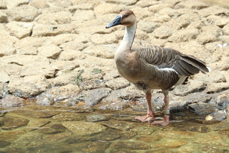 f:id:zoonimal:20200906142019j:plain