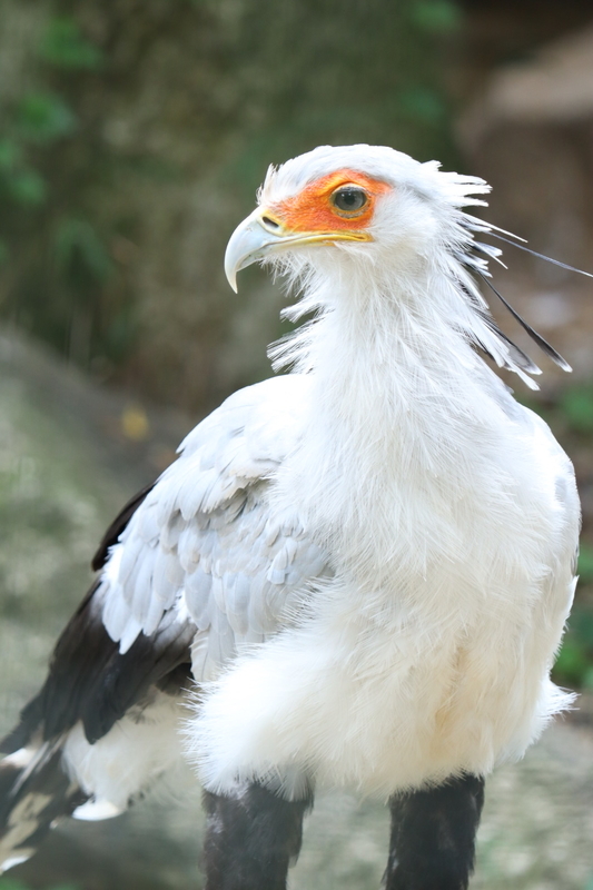 f:id:zoonimal:20200906165119j:plain