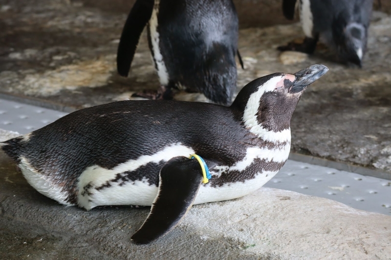 クイズ 生き物クイズ そっくりさんを見分けてみよう編 大人だって動物園