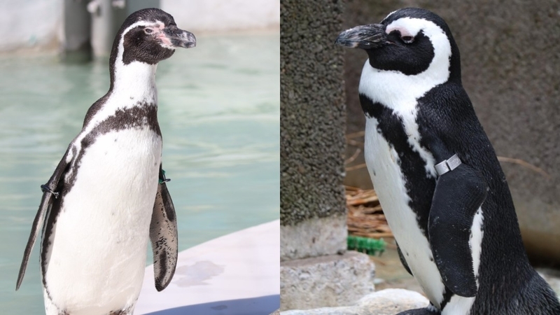 クイズ 生き物クイズ そっくりさんを見分けてみよう編 大人だって動物園