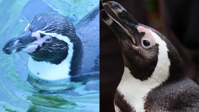 クイズ 生き物クイズ そっくりさんを見分けてみよう編 大人だって動物園