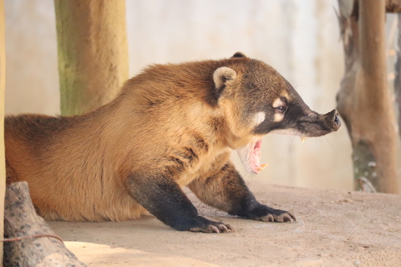 f:id:zoonimal:20200908223932j:plain f:id:zoonimal:20200908223932j:plain