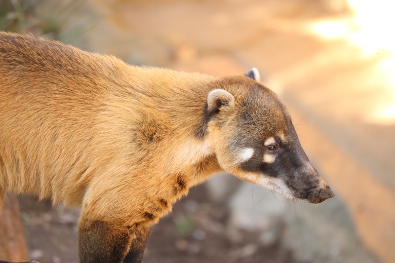 f:id:zoonimal:20200908223943j:plain f:id:zoonimal:20200908223943j:plain