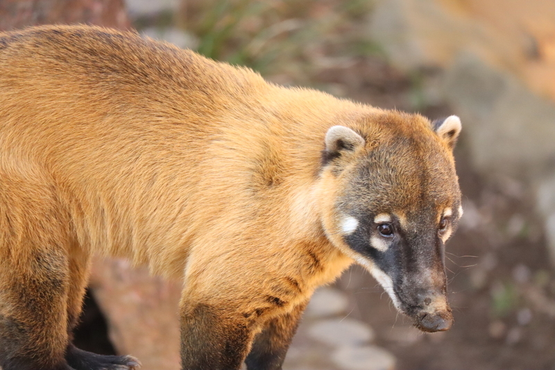 f:id:zoonimal:20200908223948j:plain f:id:zoonimal:20200908223948j:plain