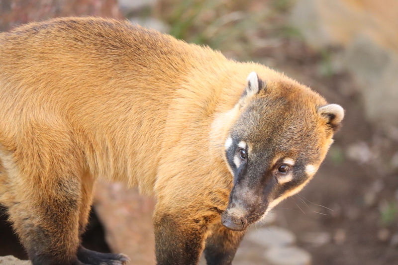 f:id:zoonimal:20200908223955j:plain f:id:zoonimal:20200908223955j:plain