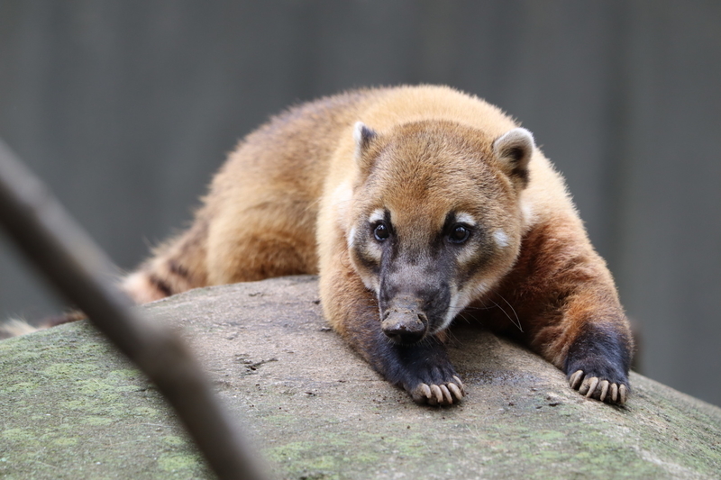 f:id:zoonimal:20200908224007j:plain f:id:zoonimal:20200908224007j:plain