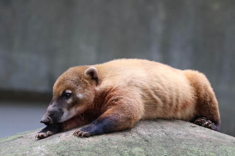 f:id:zoonimal:20200908224012j:plain f:id:zoonimal:20200908224012j:plain