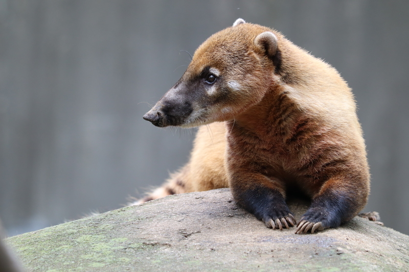 f:id:zoonimal:20200908224026j:plain f:id:zoonimal:20200908224026j:plain