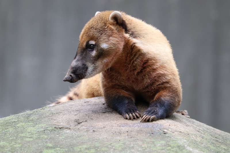 f:id:zoonimal:20200908224032j:plain f:id:zoonimal:20200908224032j:plain