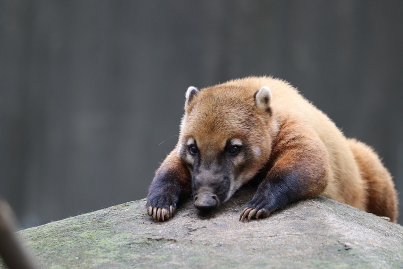 f:id:zoonimal:20200908224046j:plain f:id:zoonimal:20200908224046j:plain