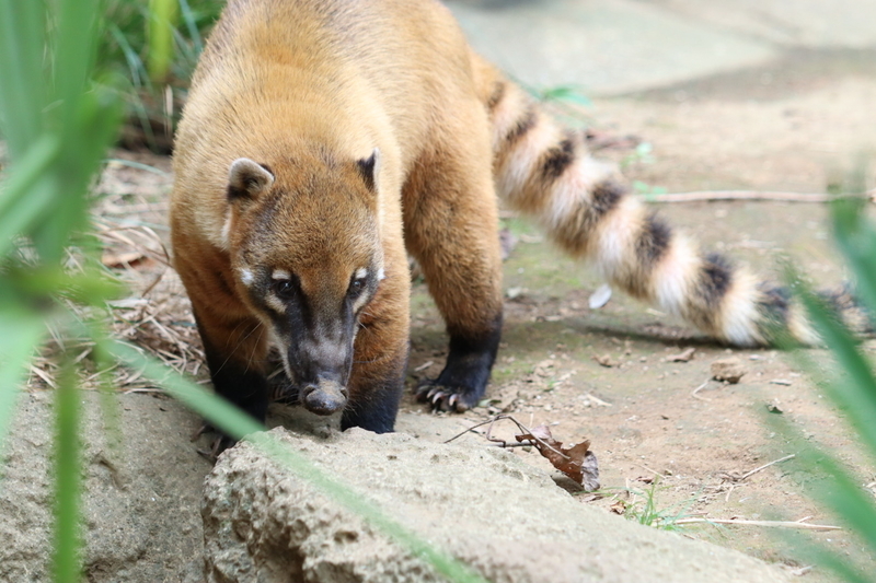 f:id:zoonimal:20200908224105j:plain f:id:zoonimal:20200908224105j:plain