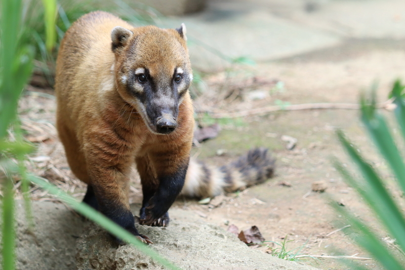 f:id:zoonimal:20200908224111j:plain f:id:zoonimal:20200908224111j:plain