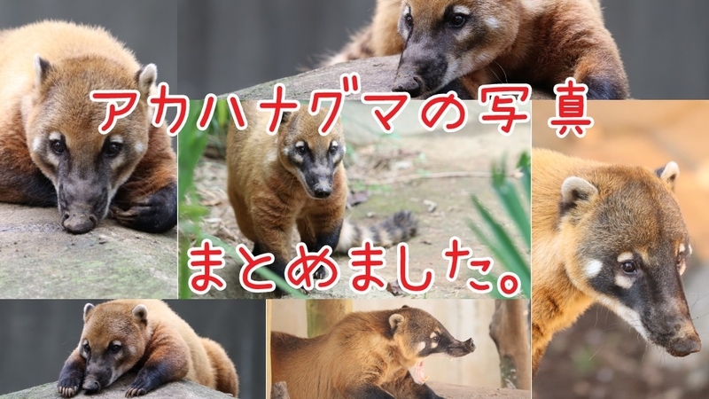 f:id:zoonimal:20201015000203j:plain f:id:zoonimal:20201015000203j:plain