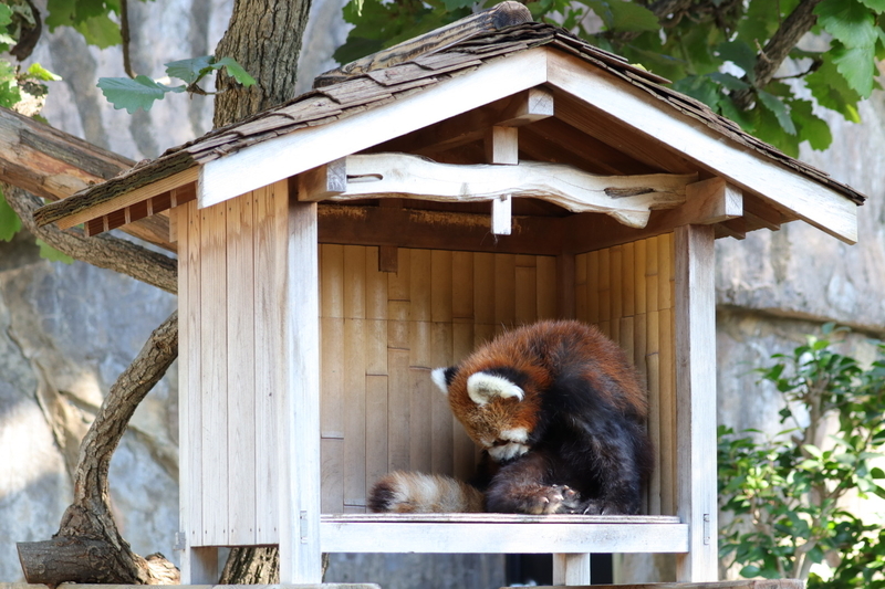 f:id:zoonimal:20201025174240j:plain f:id:zoonimal:20201025174240j:plain