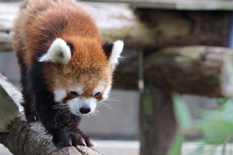 f:id:zoonimal:20201025174954j:plain f:id:zoonimal:20201025174954j:plain