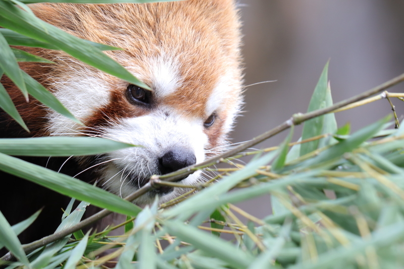 f:id:zoonimal:20201025174959j:plain f:id:zoonimal:20201025174959j:plain