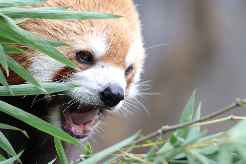 f:id:zoonimal:20201025175004j:plain f:id:zoonimal:20201025175004j:plain