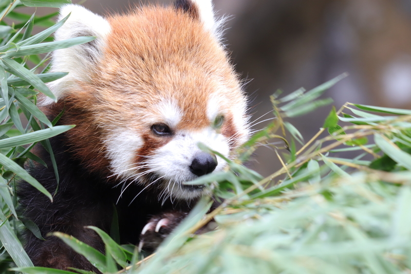 f:id:zoonimal:20201025175011j:plain f:id:zoonimal:20201025175011j:plain