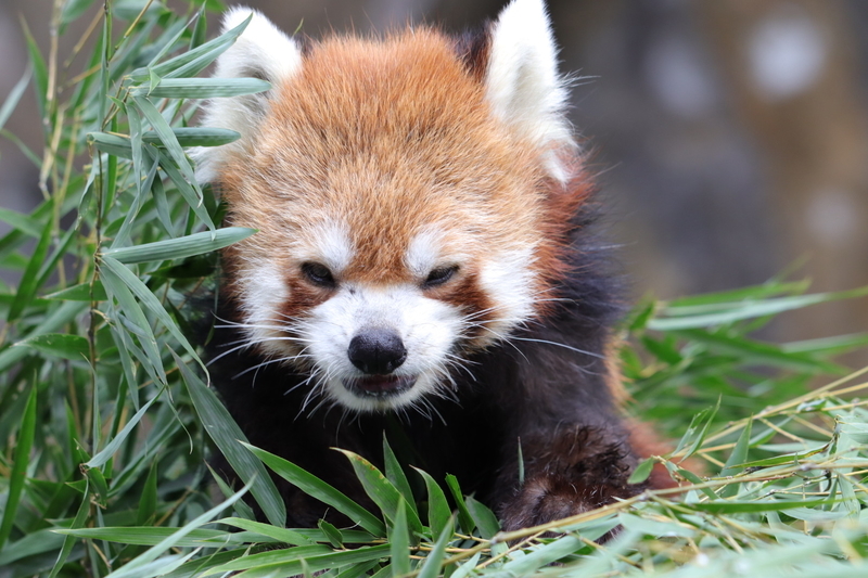 f:id:zoonimal:20201025175016j:plain f:id:zoonimal:20201025175016j:plain