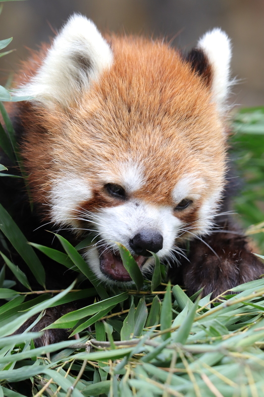 f:id:zoonimal:20201025175021j:plain f:id:zoonimal:20201025175021j:plain