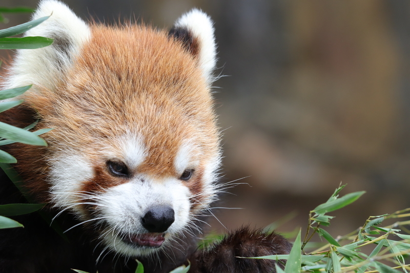 f:id:zoonimal:20201025175026j:plain f:id:zoonimal:20201025175026j:plain