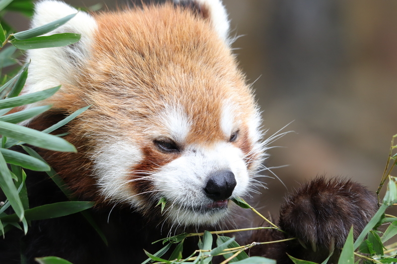 f:id:zoonimal:20201025175031j:plain f:id:zoonimal:20201025175031j:plain