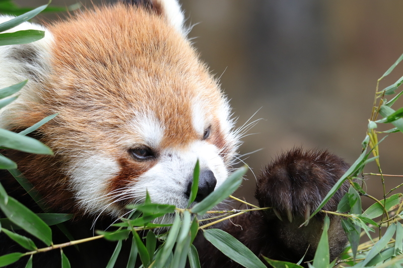 f:id:zoonimal:20201025175036j:plain f:id:zoonimal:20201025175036j:plain