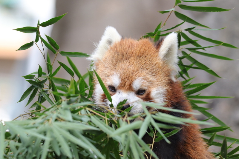 f:id:zoonimal:20201025175044j:plain f:id:zoonimal:20201025175044j:plain